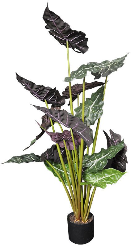 ALOCASIA AMAZONICA 90 CM (35.5 PO) - Créations Festives
