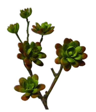 BÉBÉ ECHEVARIA ARTIFICIEL SUR TIGE 28 CM (11 PO) - Créations Festives