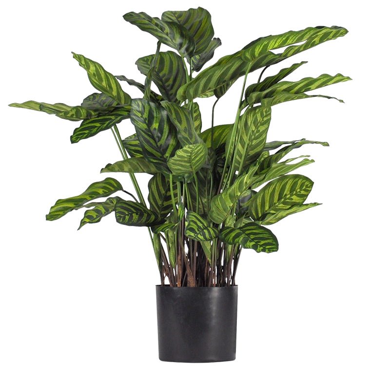 CALATHEA MAKOYANA 56 CM (22 PO) ou 79 CM (31 PO) - Créations Festives