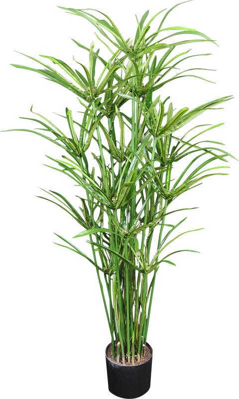 CYPERUS ROYAL 119.5 CM (47 PO) - Créations Festives