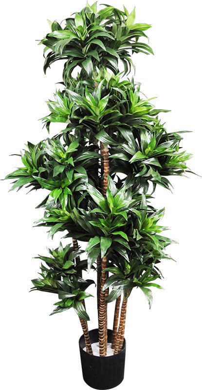 DRACANEA FRAGANS 122 CM (4 PI) - Créations Festives