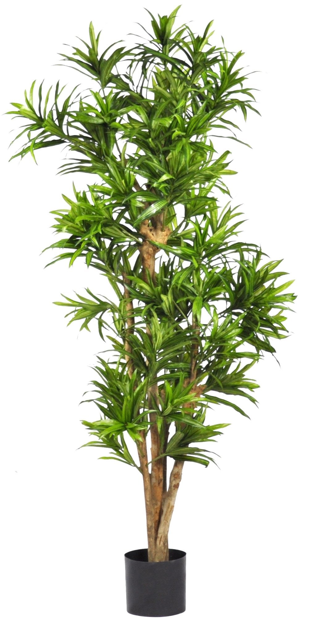 DRACANEA REFLEXA 152 CM (4 PI) ET 183 CM (6 PI) - Créations Festives