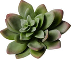 ECHEVARIA ARTIFICIEL SAUGE, VERT OU AUBERGINE 14 CM (5.5 PO) - Créations Festives