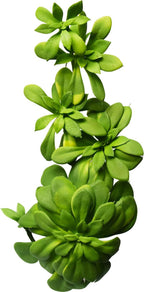 ECHEVARIA BUISSON ARTIFICIEL VERT, VERT/GRIS OU AUBERGINE 28 CM (11 PO) - Créations Festives