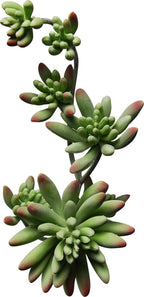 ECHEVARIA BUISSON ARTIFICIEL VERT, VERT/GRIS OU AUBERGINE 28 CM (11 PO) - Créations Festives