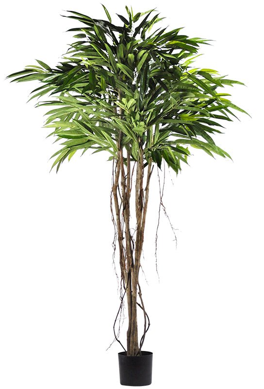 FICUS ALII (ARBRE) - Créations Festives