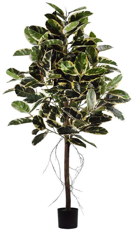 FICUS DECORA TINEKE 183 CM (6 PI) - Créations Festives