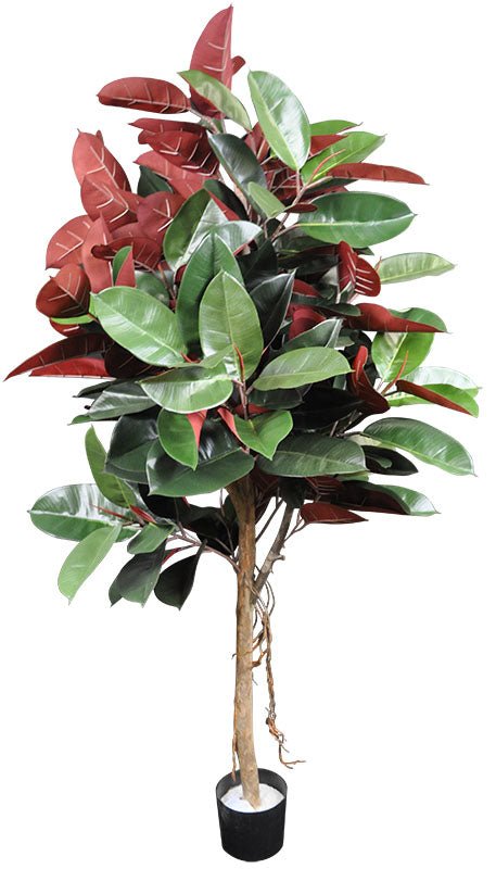FICUS ROBUSTA ELASTICA 152.5 CM (5 PI) - Créations Festives