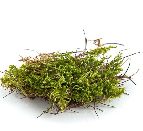 MOUSSE DE ROCHE NATURELLE 226 GR (8 OZ) - Créations Festives