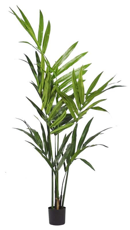 PALMIER KENTIA 244 CM (8 PI) - Créations Festives