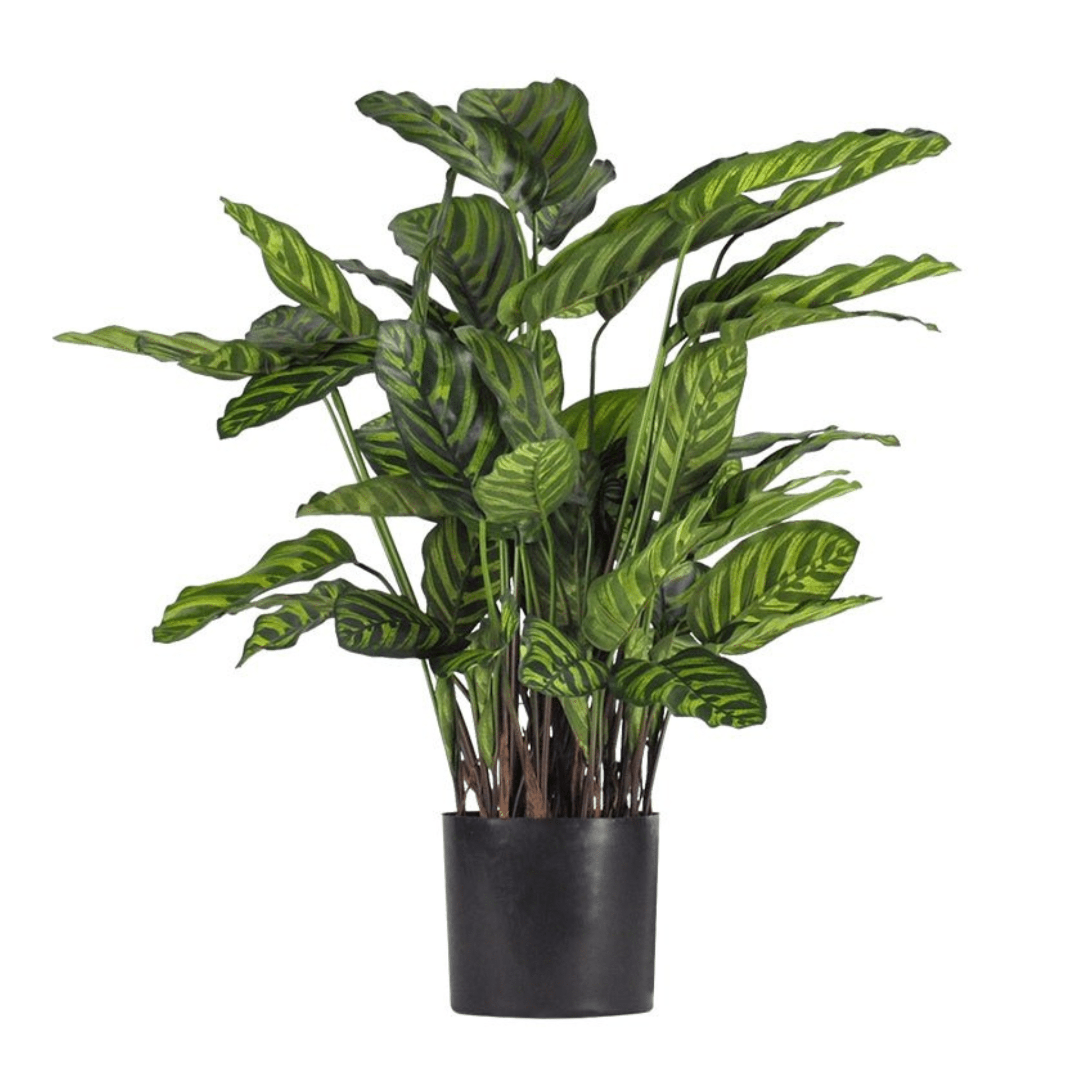 Plante artificielle｜CALATHEA MAKOYANA 56 CM (22 PO) ou 79 CM (31 PO) - Créations Festives