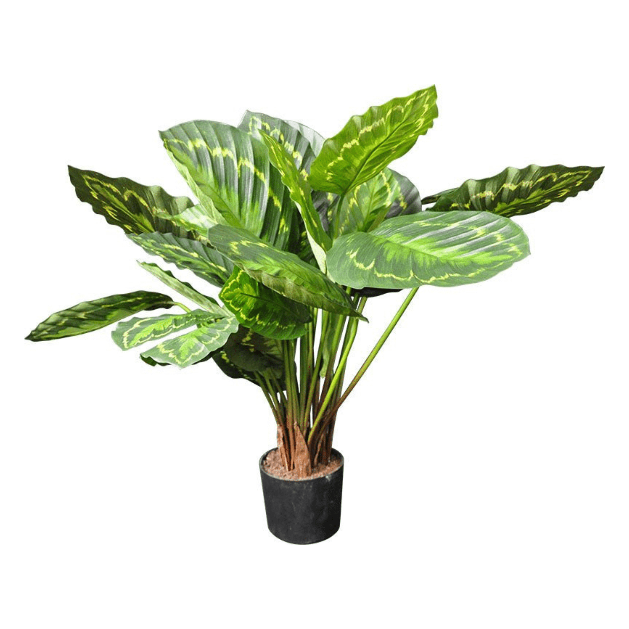 Plante artificielle｜CALATHEA MEDAILLON 60 CM (23.5 PO) OU 90 CM (27.5 PO) - Créations Festives