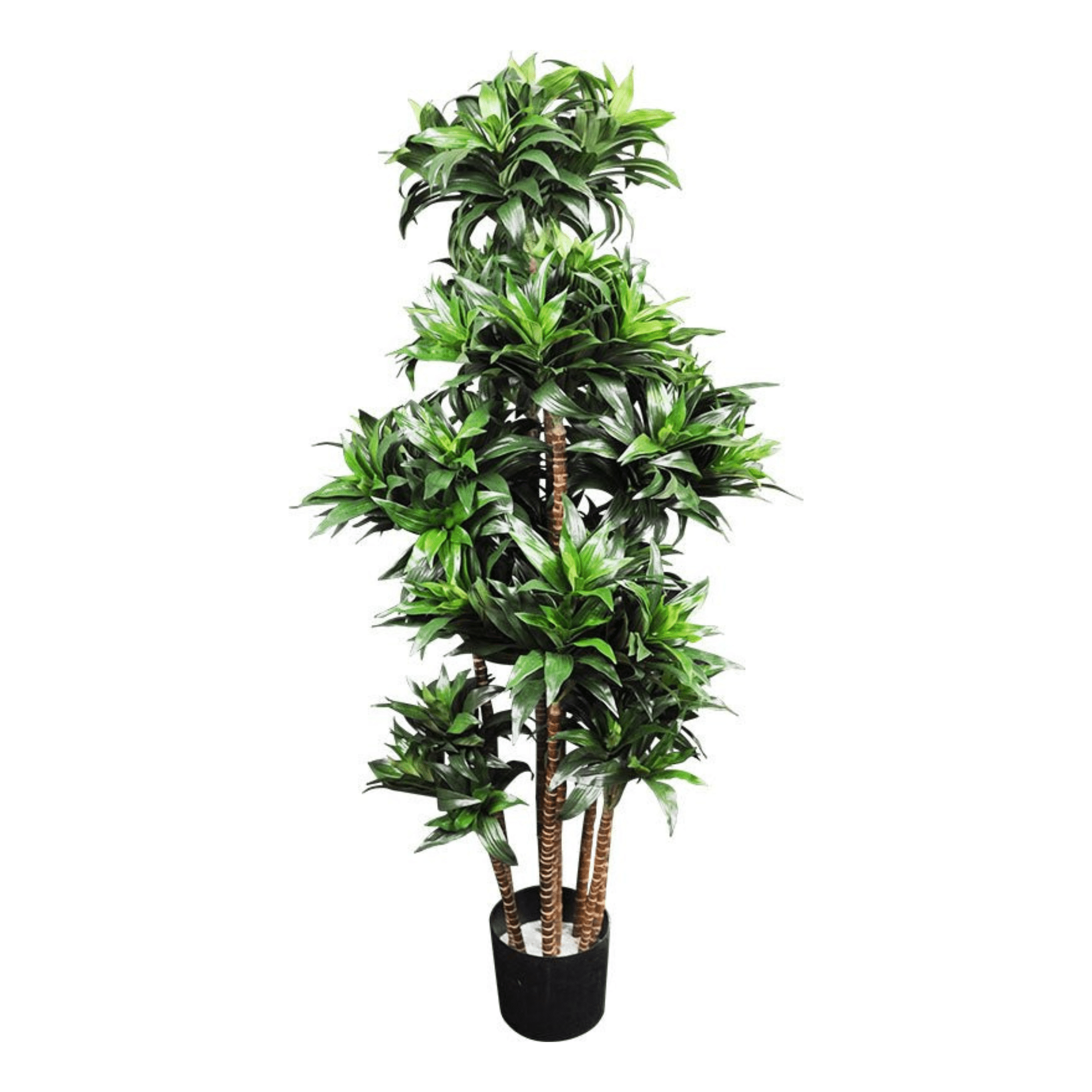 Plante artificielle｜DRACANEA FRAGANS 122 CM (4 PI) - Créations Festives
