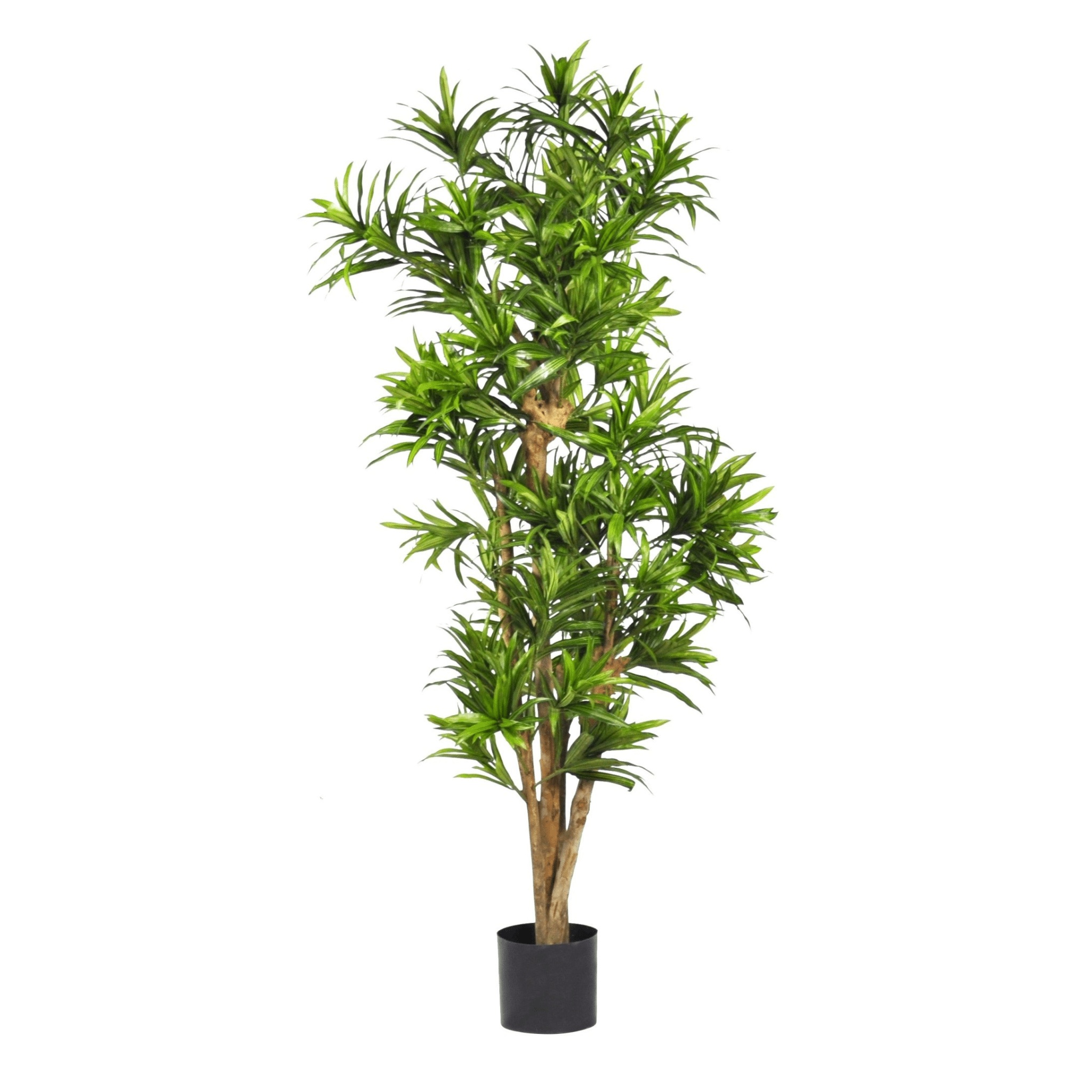 Plante artificielle｜DRACANEA REFLEXA 152 CM (4 PI) ET 183 CM (6 PI) - Créations Festives