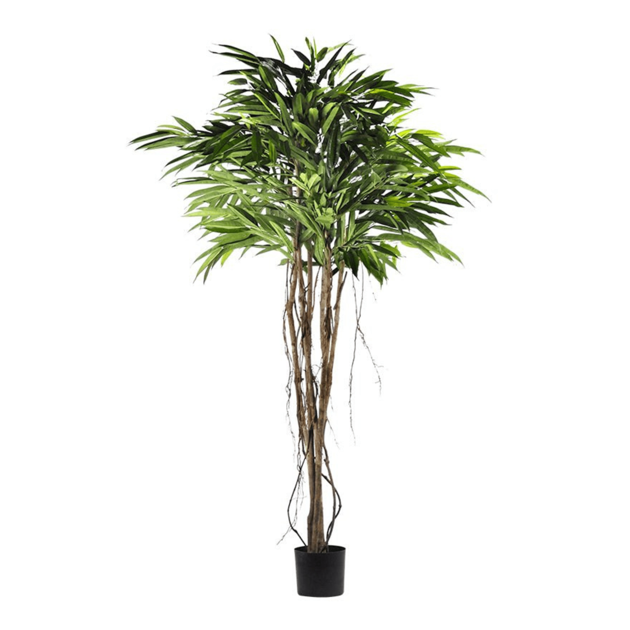 Plante artificielle｜FICUS ALII (ARBRE) - Créations Festives