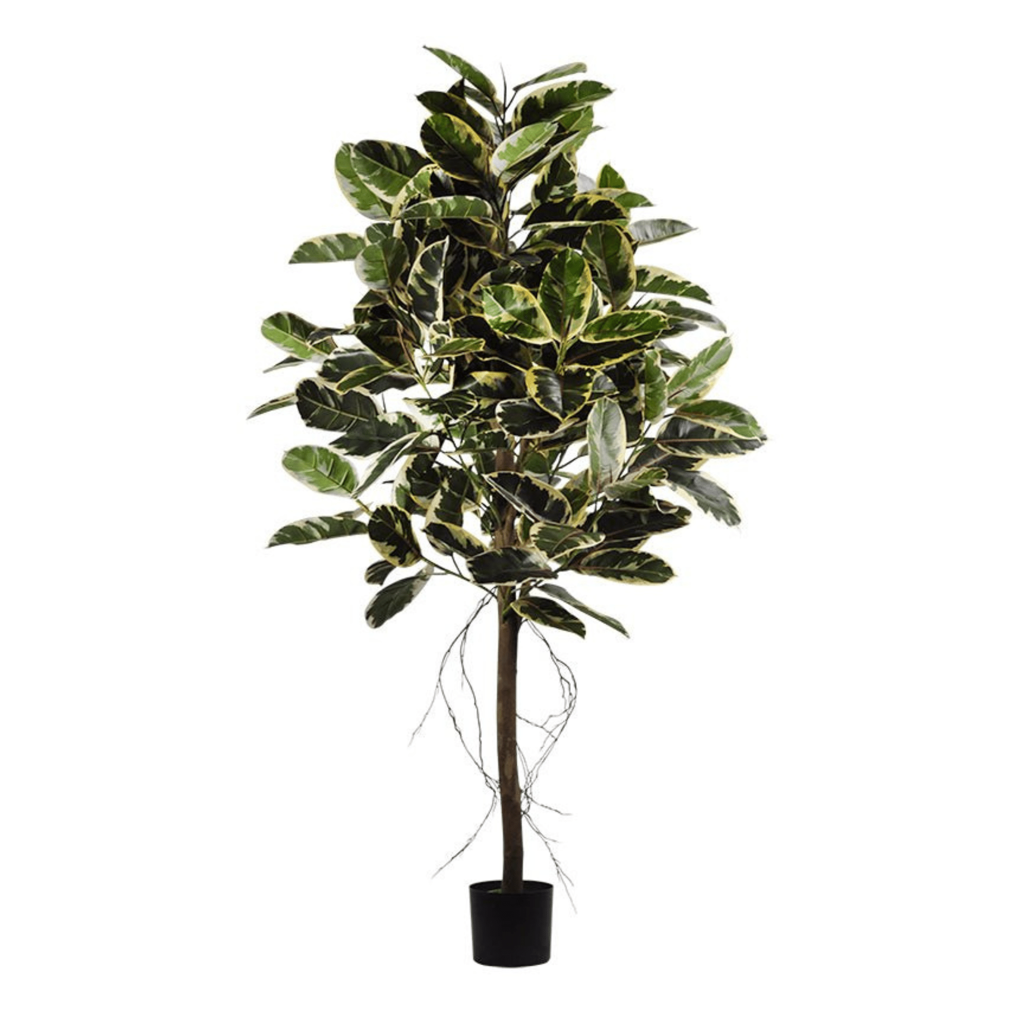 Plante artificielle｜FICUS DECORA TINEKE 183 CM (6 PI) - Créations Festives
