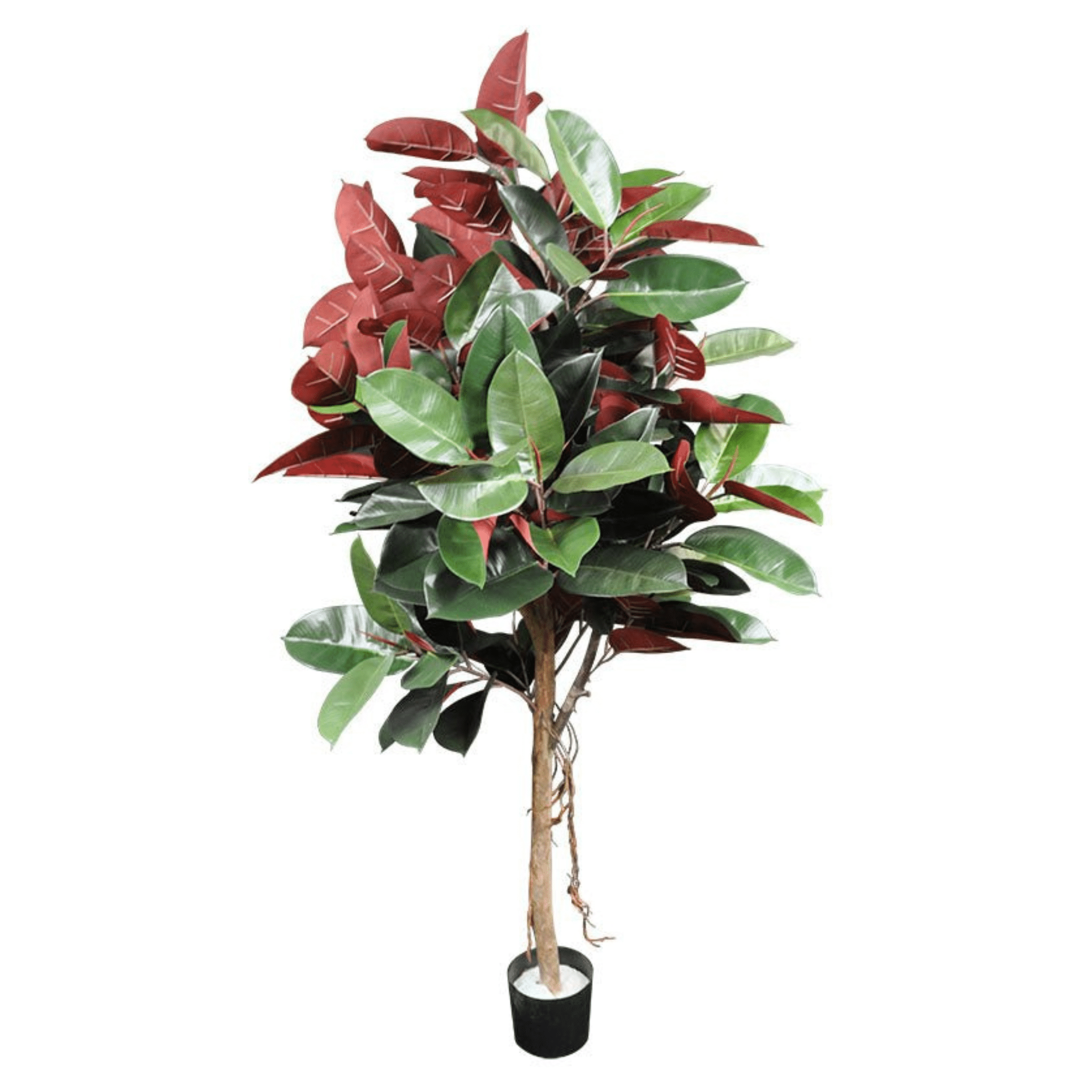 Plante artificielle｜FICUS ROBUSTA ELASTICA 152.5 CM (5 PI) - Créations Festives