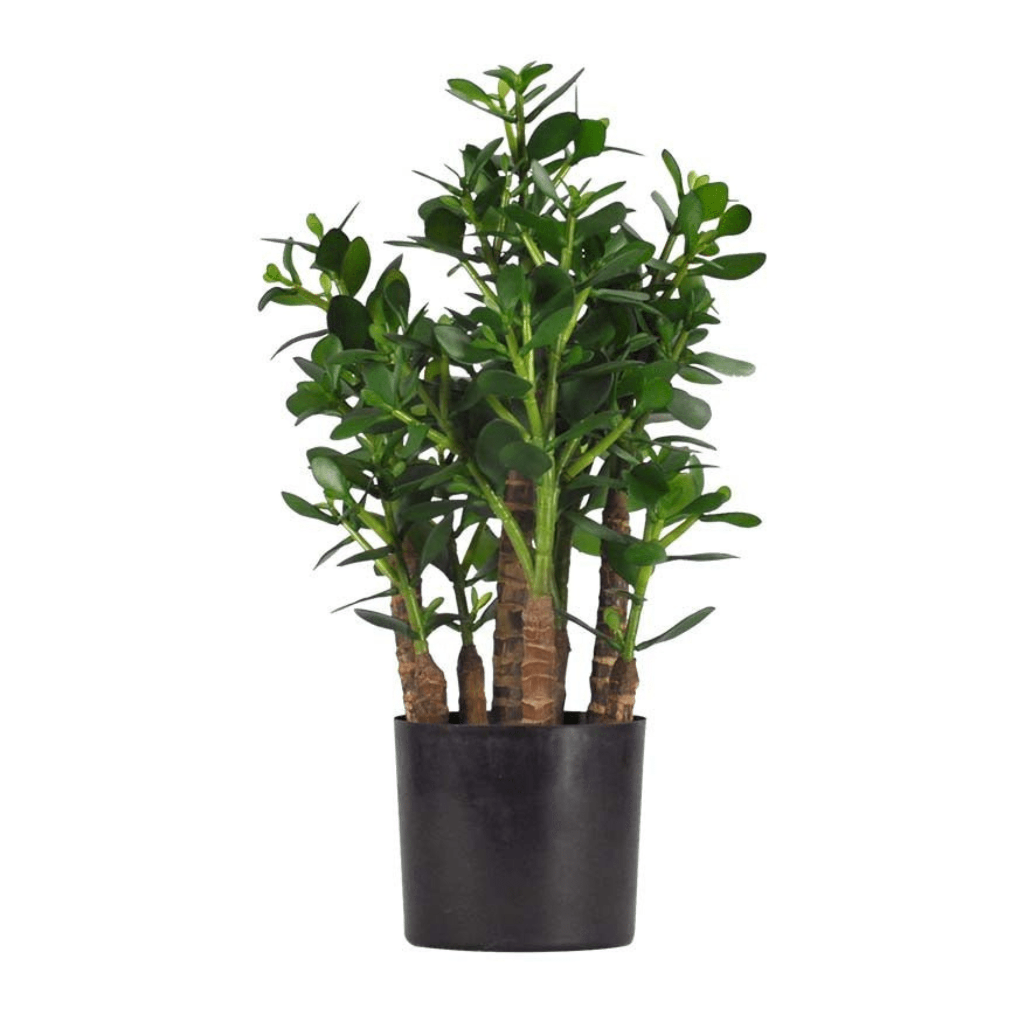 Plante artificielle｜JADE 35.5 CM (14 PO) - Créations Festives