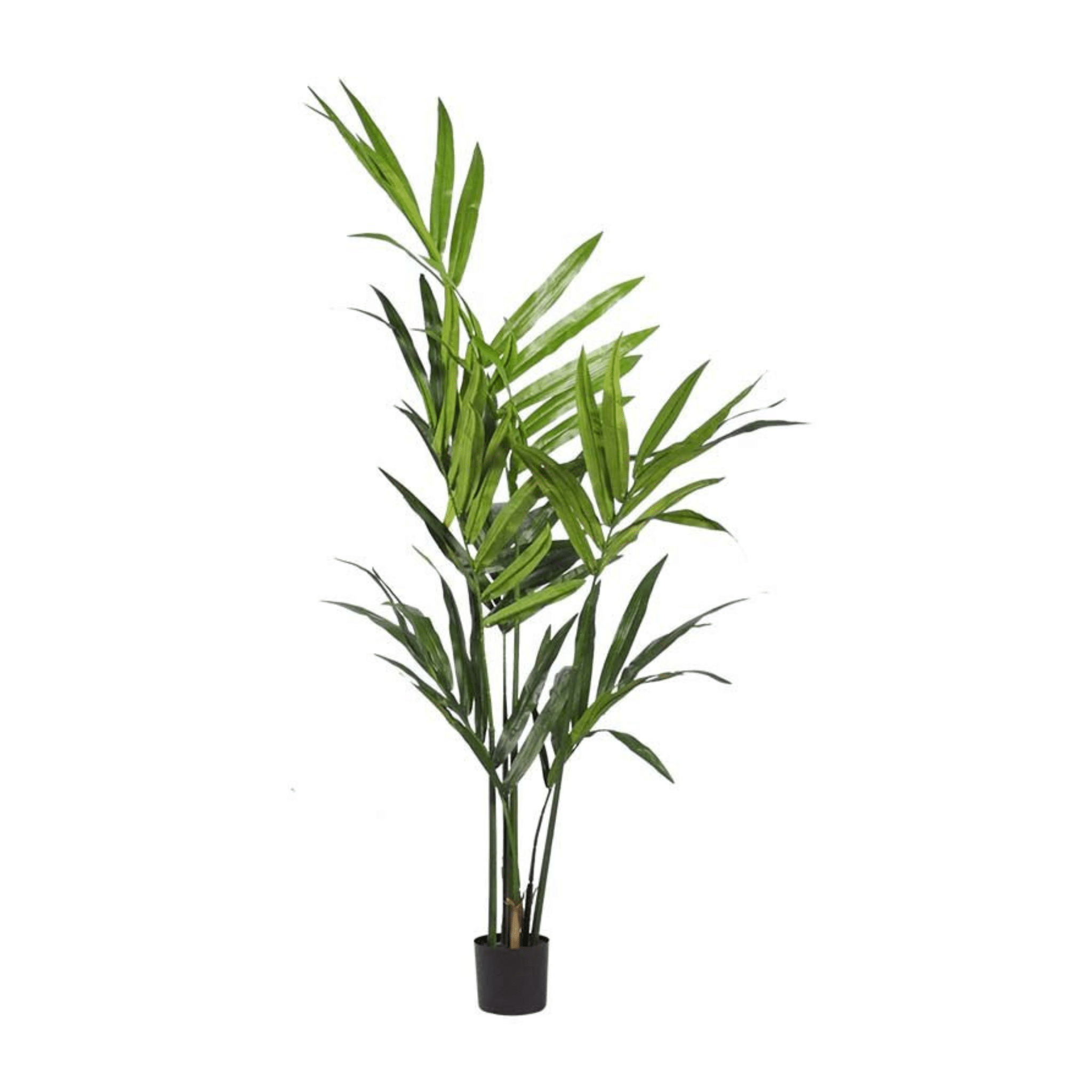 Plante artificielle｜PALMIER KENTIA 244 CM (8 PI) - Créations Festives