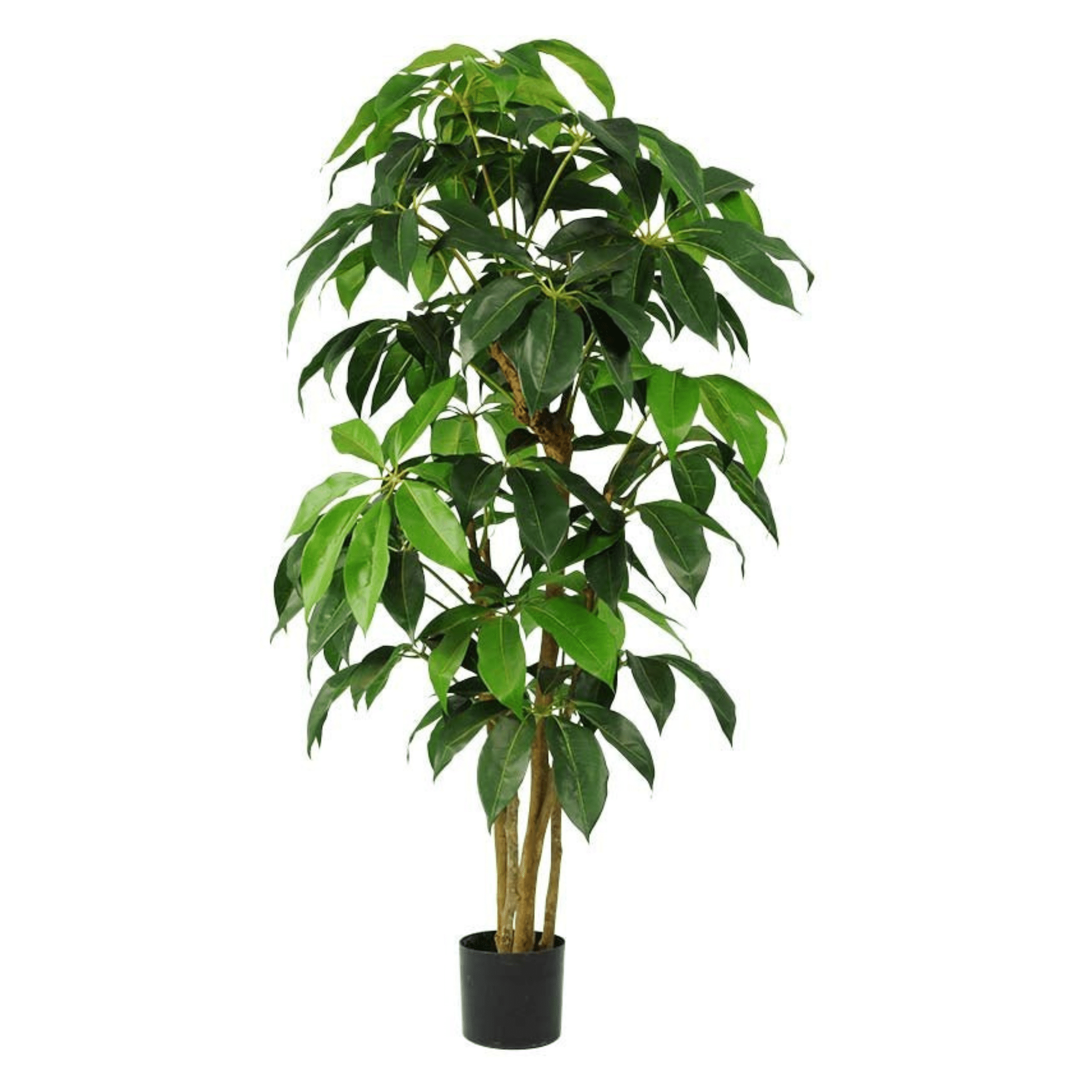 Plante artificielle｜SCHEFFLERA AMATE 152.5 CM (5 PI) ET 183 CM (6 PI) - Créations Festives