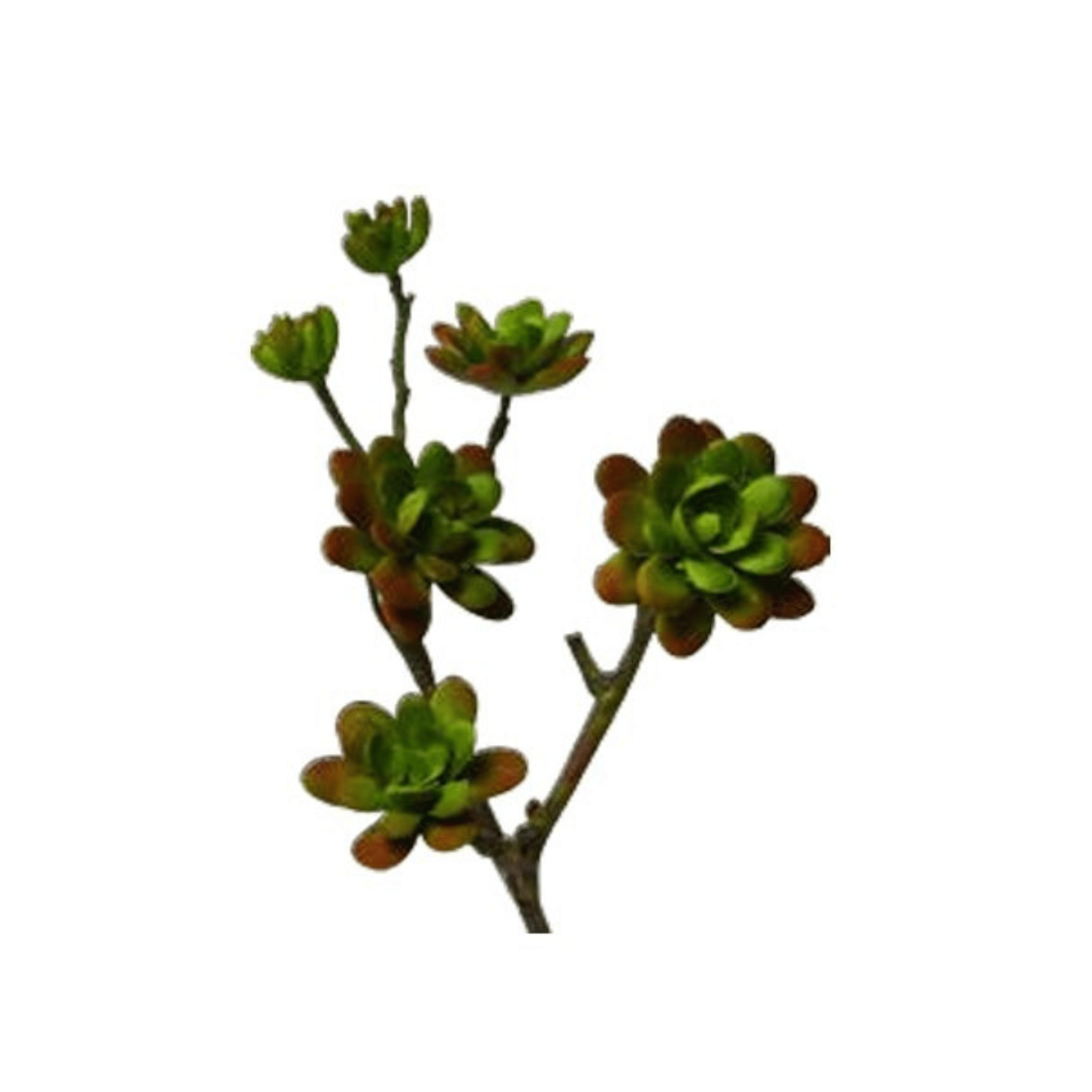 Plante grasse artificielle ｜BÉBÉ ECHEVARIA ARTIFICIEL - Créations Festives