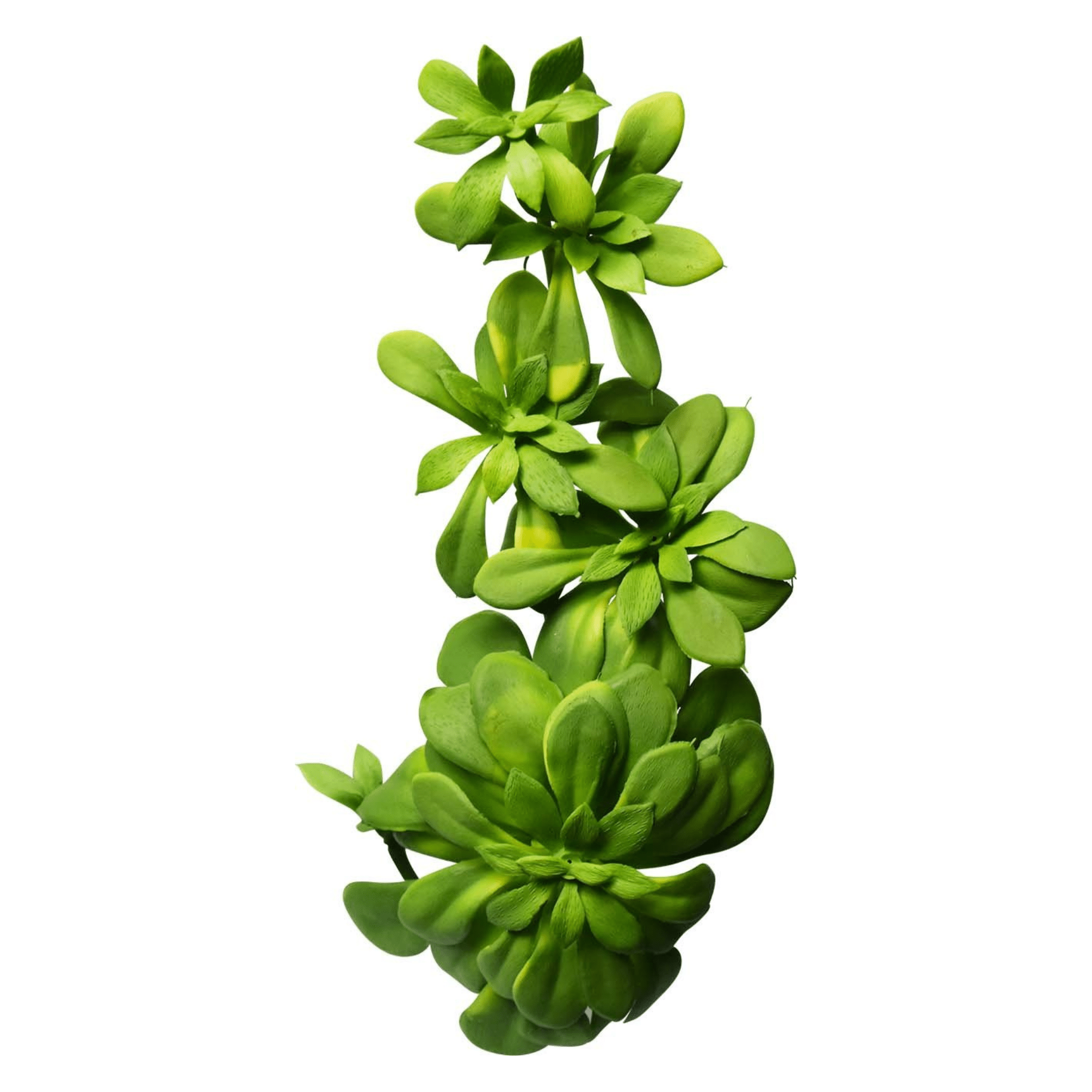 Plante grasse artificielle ｜ECHEVARIA BUISSON - Créations Festives