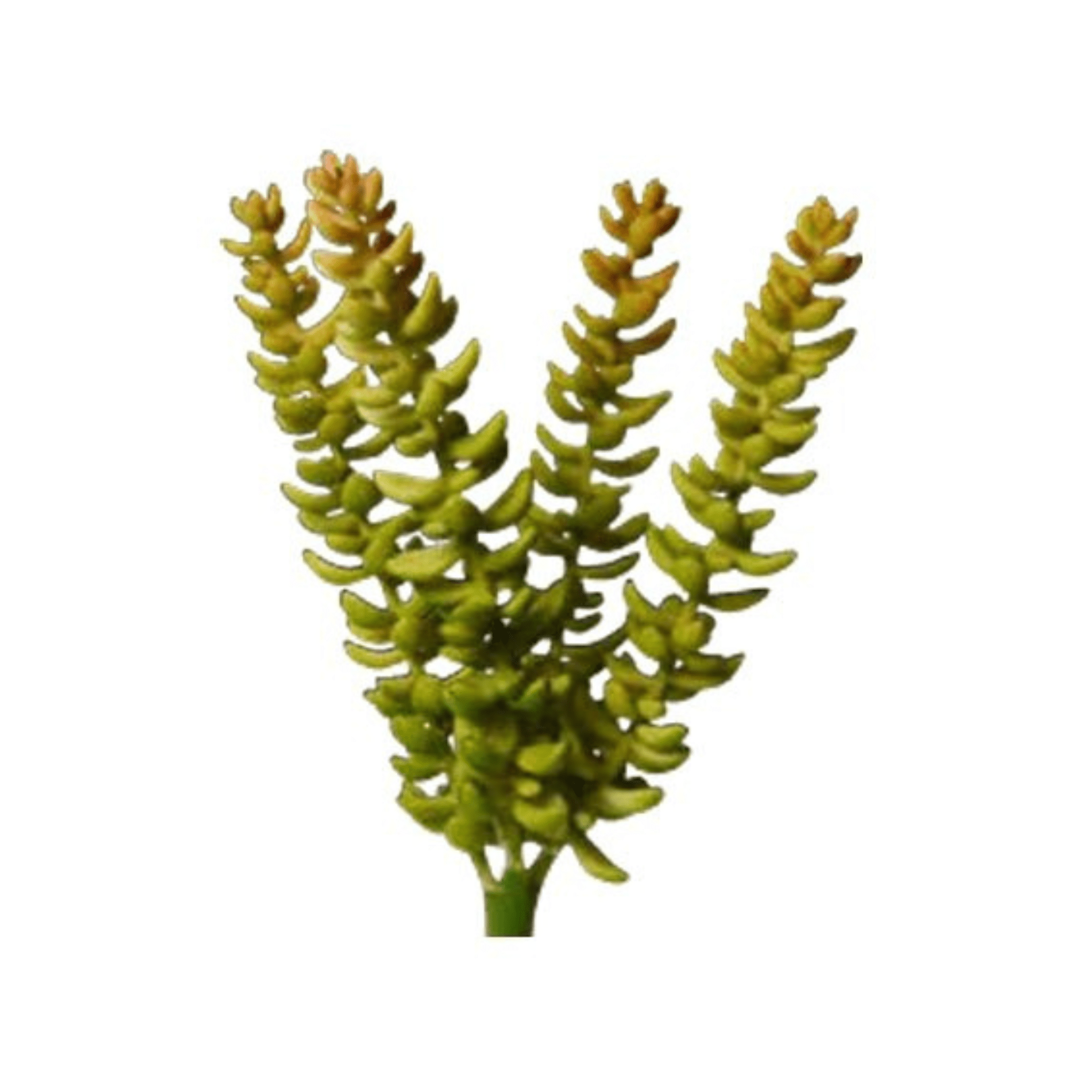 Plante grasse artificielle ｜SEDUM BURRITO ARTIFICIEL - Créations Festives
