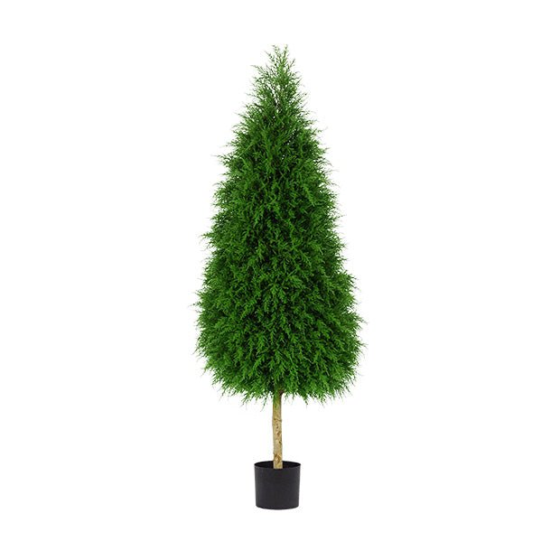 PODOCARPUS 178 CM (70 PO) EN POT - Créations Festives