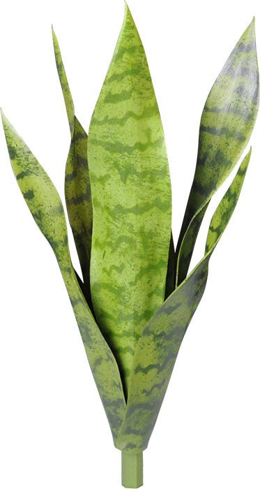 SANSEVERE ZELANICA TÊTE 40.5 CM (16 PO) - Créations Festives