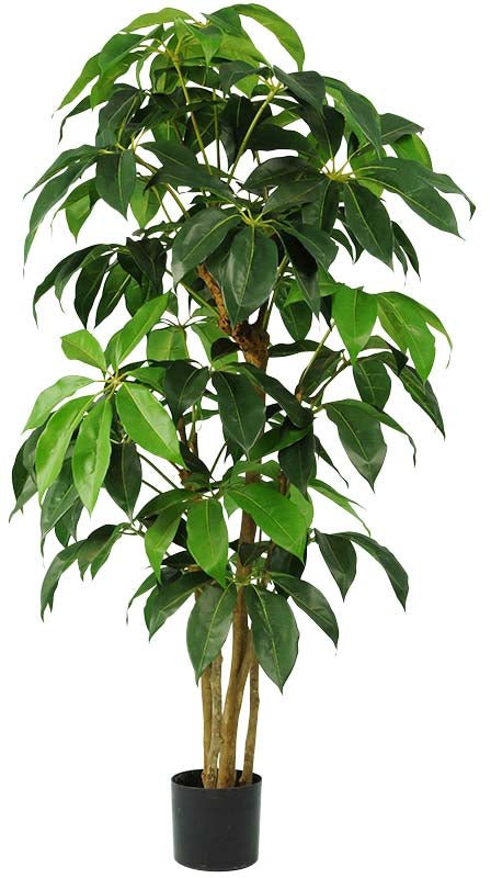 SCHEFFLERA AMATE 152.5 CM (5 PI) ET 183 CM (6 PI) - Créations Festives