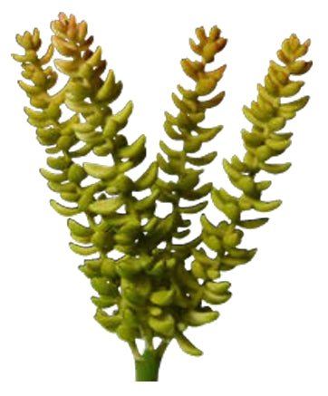 SEDUM BURRITO ARTIFICIEL 18 CM (7 PO) - Créations Festives