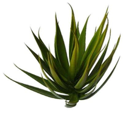 TIGE D'AGAVE ARTIFICIELLE 23 CM (9 PO) - Créations Festives
