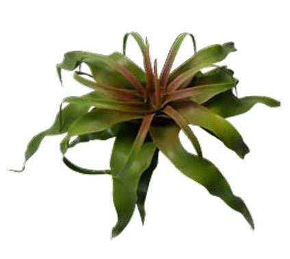 TILLANDSIA FRISÉE ARTIFICIELLE 18 CM (7 PO) - Créations Festives